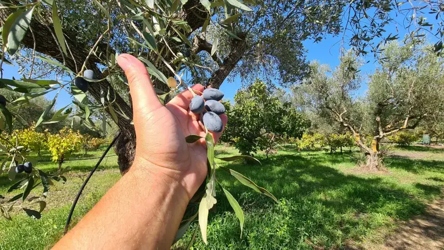 Zrele črne oljke v roki pod oljko