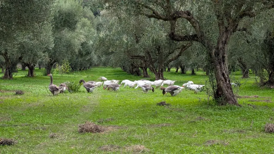 Gosi se pasejo v travi med starimi oljkami v nasadu