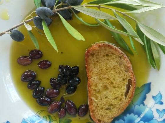 Črne olive Kalamata in vejica oljke s plodovi na krožniku z oljčnim oljem, ob njih rezina popečenega kruha