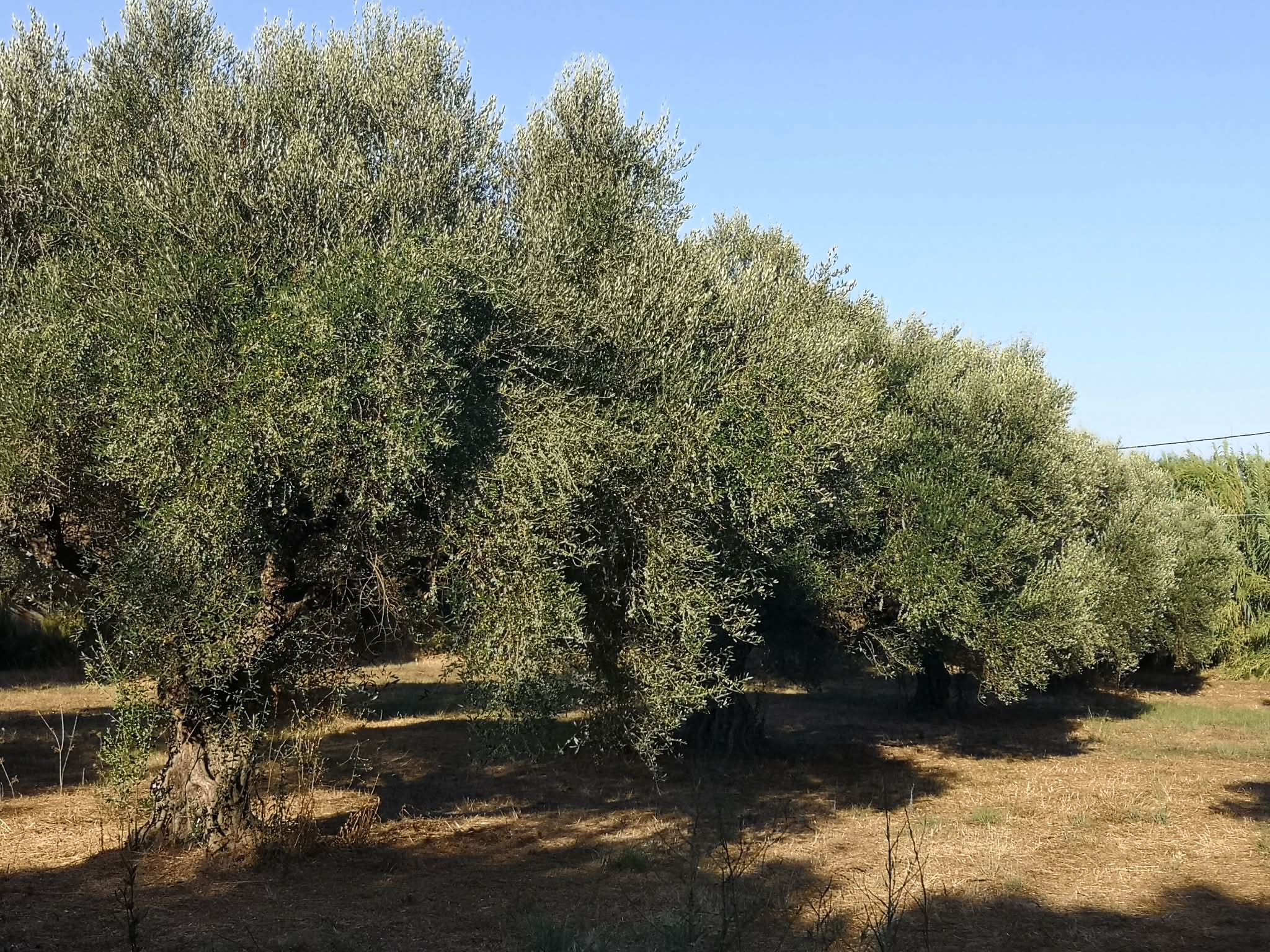 Vrsta starih oljk s košatimi krošnjami v nasadu